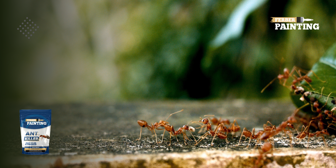 Como evitar que formigas entrem na sua casa?