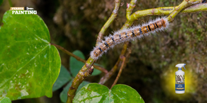 How to get rid of processionary caterpillars ?