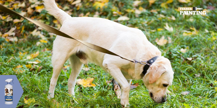 Qual é o melhor tratamento contra pulgas para cães?